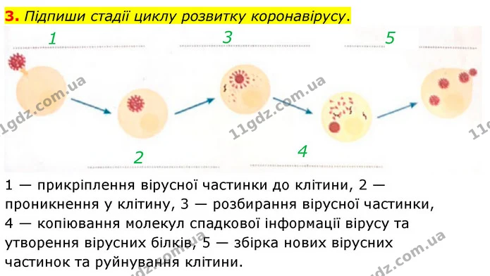 Стор. 74 — 3 — ГДЗ робочий зошит Біологія 7 клас Тагліна — ГДЗ робочий зошит Біологія 7 клас Тагліна