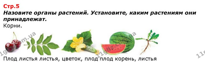 Назовите органы растений. Установите, каким растениям они принадлежат. — ГДЗ Я исследую мир 1 класс Гильберг
