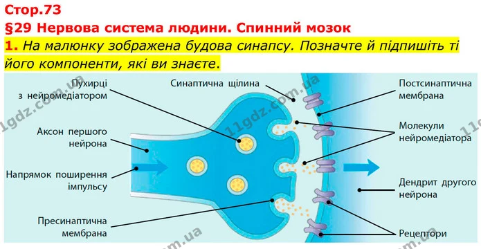 1. На малюнку зображена будова синапсу. Позначте й підпишіть ті його компоненти, які ви знаєте. — ГДЗ Робочий зошит Біологія 8 клас Тагліна (2025)