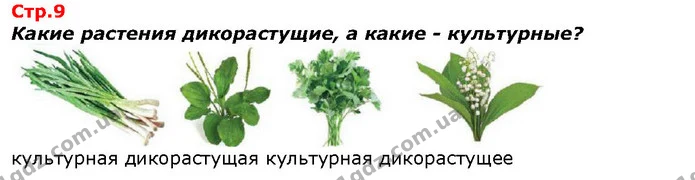 Какие растения дикорастущие, а какие - культурные? — ГДЗ Я исследую мир 1 класс Гильберг