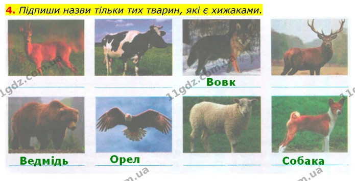 4. Підпиши назви тільки тих тварин, які є хижаками. — ГДЗ Робочий зошит Я досліджую світ 4 клас Гільберг