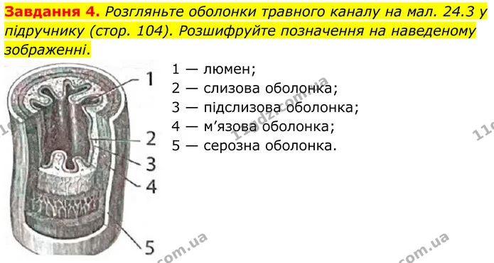 Стор. 52 — 4 — ГДЗ Робочий зошит біологія 8 клас Мирна — ГДЗ Робочий зошит біологія 8 клас Мирна