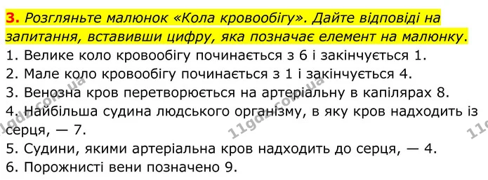 3. Розгляньте малюнок «Кола кровообігу». Дайте відповіді на запитання, вставивши цифру, яка позначає елемент на малюнку. — ГДЗ Робочий зошит Біологія 8 клас Кулініч