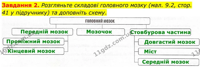Стор. 21 — 2 — ГДЗ Робочий зошит біологія 8 клас Мирна — ГДЗ Робочий зошит біологія 8 клас Мирна