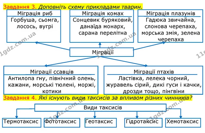 Стор. 85 — 3-4 — ГДЗ Робочий зошит з Біології 7 клас Яременко — ГДЗ Робочий зошит з Біології 7 клас Яременко