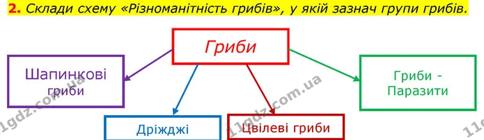 2. Склади схему «Різноманітність грибів», у якій зазнач групи грибів. — ГДЗ Природознавство 5 клас Коршевнюк