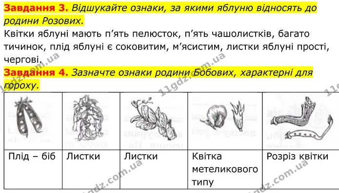 3. Відшукайте ознаки, за якими яблуню відносять до родини Розових. — ГДЗ Робочий зошит Біологія 7 клас Мирна 2024