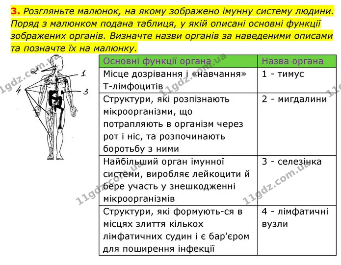 3. Розгляньте малюнок, на якому зображено імунну систему людини. Поряд з малюнком подана таблиця, у якій описані основні функції — ГДЗ Робочий зошит Біологія 8 клас Задорожний