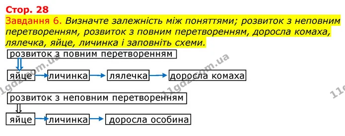 Стор. 28 — 6 — ГДЗ Робочий зошит з Біології 7 клас Яременко — ГДЗ Робочий зошит з Біології 7 клас Яременко