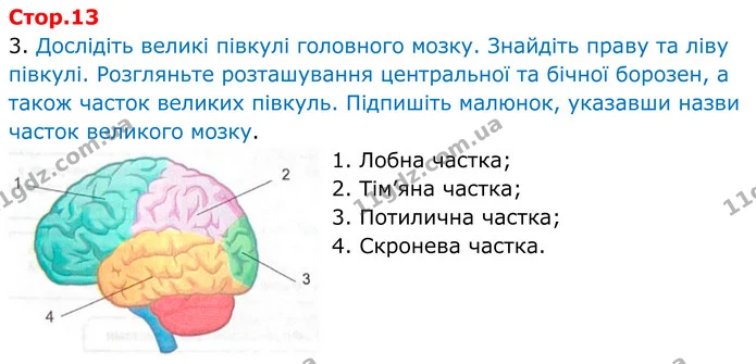 Стор. 13 — 1 — ГДЗ Робочий зошит Біологія 8 клас Кулініч — ГДЗ Робочий зошит Біологія 8 клас Кулініч