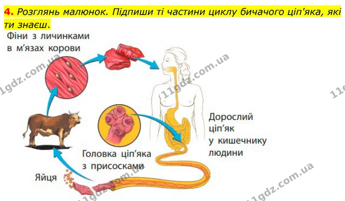 4. Розглянь малюнок. Підпиши ті частини циклу бичачого ціп'яка, які ти знаєш. — ГДЗ робочий зошит Біологія 7 клас Тагліна