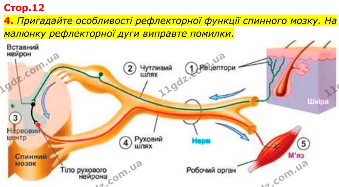 4. Пригадайте особливості рефлекторної функції спинного мозку. На малюнку рефлекторної дуги виправте помилки. — ГДЗ Робочий зошит Біологія 8 клас Кулініч