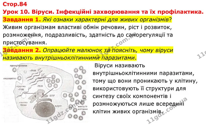 Стор. 84 — 1-2 — ГДЗ Робочий зошит біологія 8 клас Мирна — ГДЗ Робочий зошит біологія 8 клас Мирна