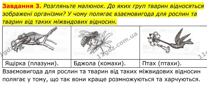 3. Розгляньте малюнок. До яких груп тварин відносяться зображені організми? У чому полягає взаємовигода для рослин та тварин від таких — ГДЗ Робочий зошит Біологія 7 клас Мирна 2024