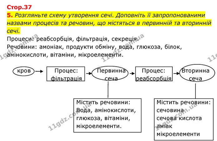 5. Розгляньте схему утворення сечі. Доповніть її запропонованими назвами процесів та речовин, що містяться в первинній та вторинній — ГДЗ Робочий зошит Біологія 8 клас Задорожний