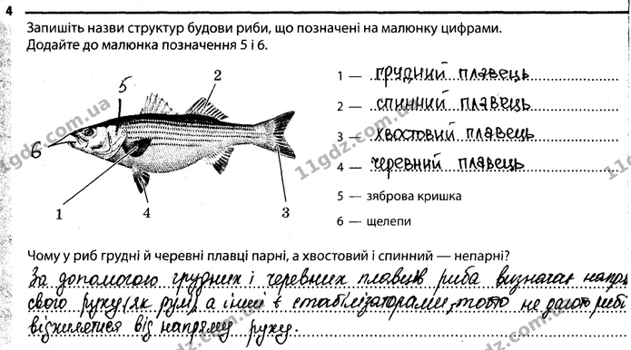 4. Запишіть назви структур будови риби, що позначені на малюнку цифрами. Додайте до малюнка позначення 5 і 6. — ГДЗ Робочий зошит Біологія 7 клас Задорожний
