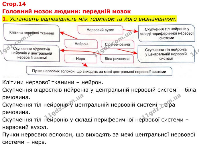 1. Установіть відповідність між терміном та його визначенням. — ГДЗ Робочий зошит Біологія 8 клас Кулініч