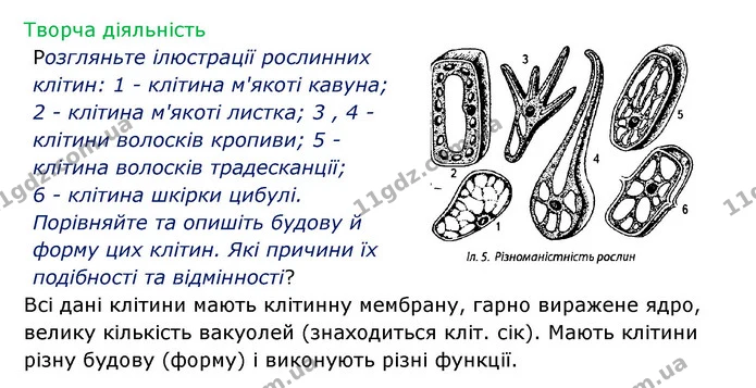 Стор. 11 — 2 — ГДЗ Робочий зошит Біологія 6 клас Соболь — ГДЗ Робочий зошит Біологія 6 клас Соболь
