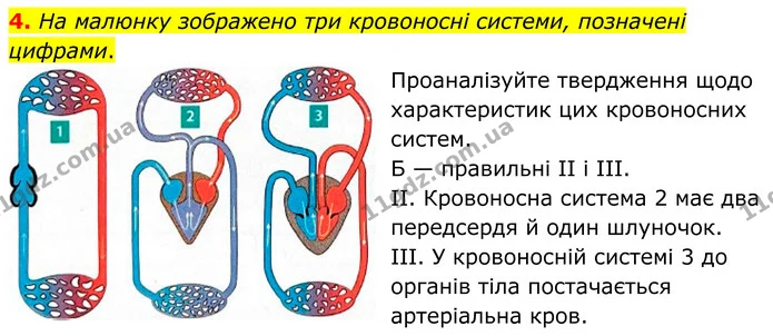 1. На малюнку зображено чотири біологічні об'єкти, позначені цифрами. — частина 4 — ГДЗ Робочий зошит Біологія 8 клас Тагліна (2025)