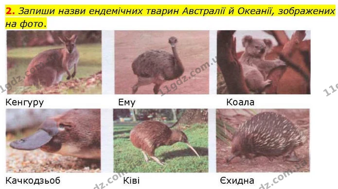 2. Запиши назви ендемічних тварин Австралії й Океанії, зображених на фото. — ГДЗ робочий зошит Географія 7 клас Гільберг