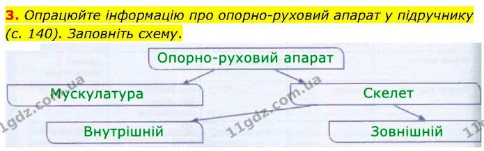 3. Опрацюйте інформацію про опорно–руховий апарат у підручнику (с. 140). Заповніть схему. — ГДЗ робочий зошит Біологія 7 клас Кулініч