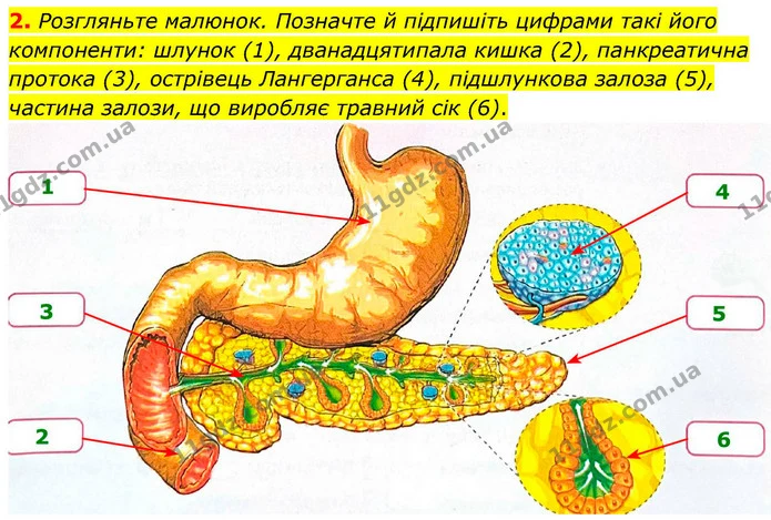 2. Розгляньте малюнок. Позначте й підпишіть цифрами такі його компоненти: шлунок (1), дванадцятипала кишка (2), панкреатична протока — ГДЗ Робочий зошит Біологія 8 клас Тагліна (2025)