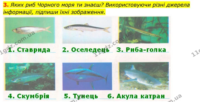 3. Яких риб Чорного моря ти знаєш? Використовуючи різні джерела — ГДЗ Робочий зошит Я досліджую світ 4 клас Гільберг