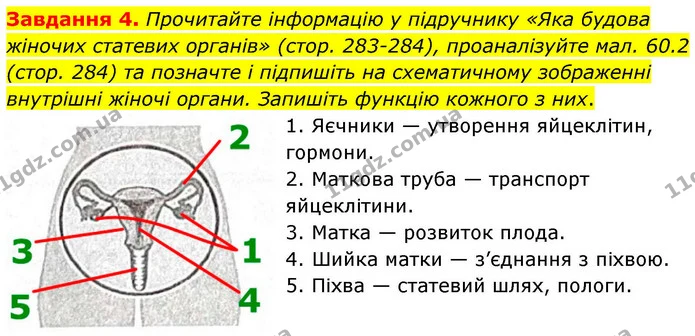 Стор. 130 — 4 — ГДЗ Робочий зошит біологія 8 клас Мирна — ГДЗ Робочий зошит біологія 8 клас Мирна