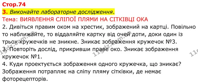 3. Виконайте лабораторне дослідження. — ГДЗ Робочий зошит Біологія 8 клас Кулініч