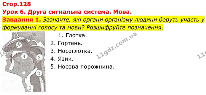 Стор. 128 — 1 — ГДЗ Робочий зошит біологія 8 клас Мирна — ГДЗ Робочий зошит біологія 8 клас Мирна
