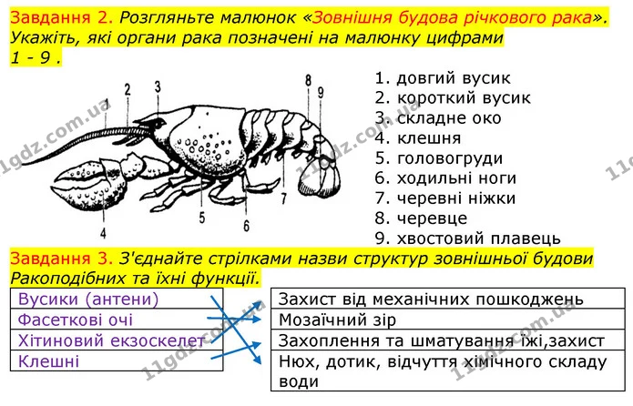 Стор. 19 — 2-3 — ГДЗ Робочий зошит з Біології 7 клас Яременко — ГДЗ Робочий зошит з Біології 7 клас Яременко