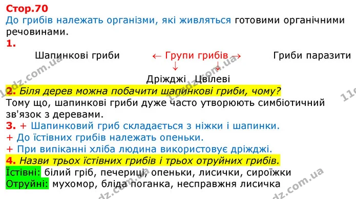 2. Біля дерев можна побачити шапинкові гриби, чому? — ГДЗ Робочий зошит Природознавство 5 клас Коршевнюк