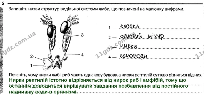Стор. 38 — 5 — ГДЗ Робочий зошит Біологія 7 клас Задорожний — ГДЗ Робочий зошит Біологія 7 клас Задорожний