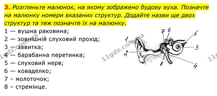 3. Розгляньте малюнок, на якому зображено будову вуха. Позначте на малюнку номери вказаних структур. Додайте назви ще двох структур та — ГДЗ Робочий зошит Біологія 8 клас Задорожний