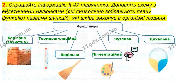 2. Опрацюйте інформацію § 47 підручника. Доповніть схему з ейдетичними малюнками (які символічно зображують певну функцію) назвами — ГДЗ Робочий зошит Біологія 8 клас Кулініч