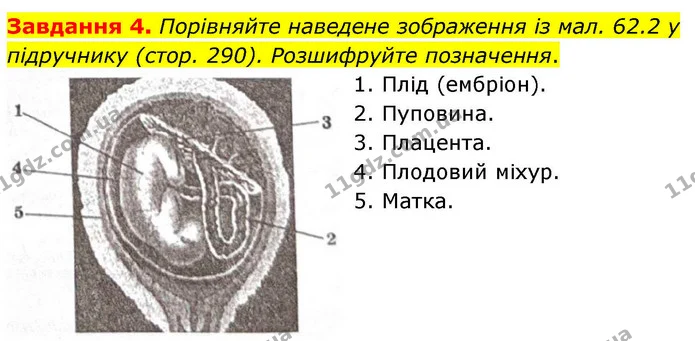 Стор. 134 — 4 — ГДЗ Робочий зошит біологія 8 клас Мирна — ГДЗ Робочий зошит біологія 8 клас Мирна