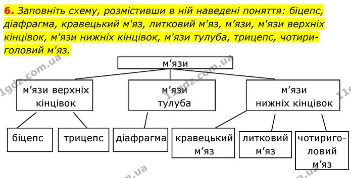 6. Заповніть схему, розмістивши в ній наведені поняття: біцепс, діафрагма, кравецький м'яз, литковий м'яз, м’язи, м'язи верхніх — ГДЗ Робочий зошит Біологія 8 клас Задорожний
