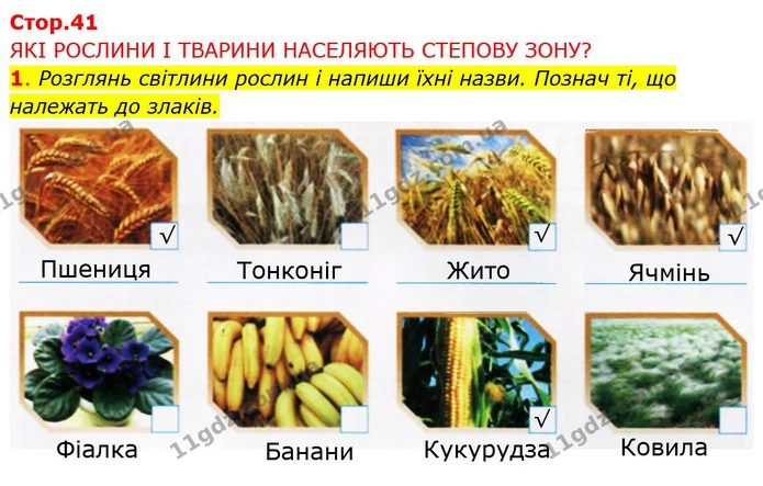 1. Розглянь світлини рослин і напиши їхні назви. Познач ті, що належать до злаків. — ГДЗ Робочий зошит Я досліджую світ 4 клас Грущинська