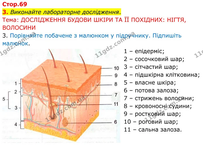 Стор. 69 — Стр.69 (3.3) — ГДЗ Робочий зошит Біологія 8 клас Кулініч — ГДЗ Робочий зошит Біологія 8 клас Кулініч