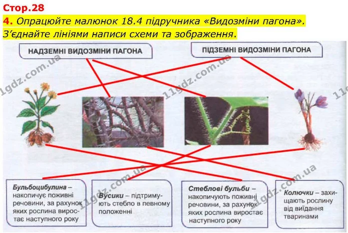 4. Опрацюйте малюнок 18.4 підручника «Видозміни пагона». З’єднайте лініями написи схеми та зображення. — ГДЗ робочий зошит Біологія 7 клас Кулініч