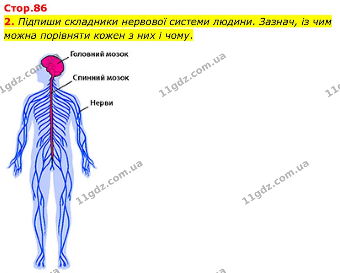 2. Підпиши складники нервової системи людини. Зазнач, із чим можна порівняти кожен з них і чому. — ГДЗ Робочий зошит Пізнаємо природу 6 клас Коршевнюк