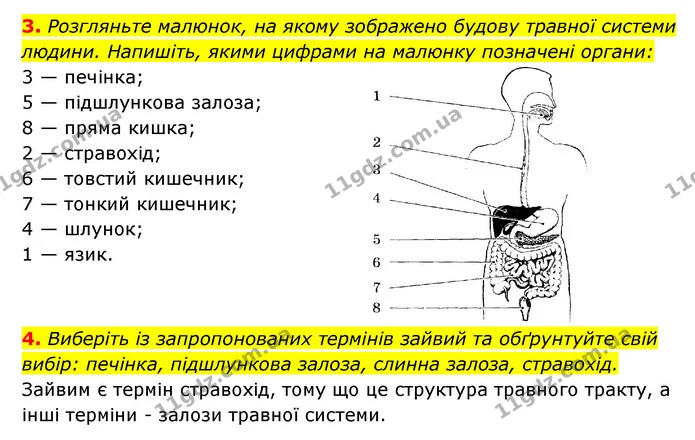 3. Розгляньте малюнок, на якому зображено будову травної системи людини. Напишіть, якими цифрами на малюнку позначені органи: — ГДЗ Робочий зошит Біологія 8 клас Задорожний