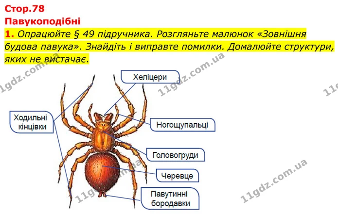 1. Опрацюйте § 49 підручника. Розгляньте малюнок «Зовнішня будова павука». Знайдіть і виправте помилки. Домалюйте структури, яких не — ГДЗ робочий зошит Біологія 7 клас Кулініч