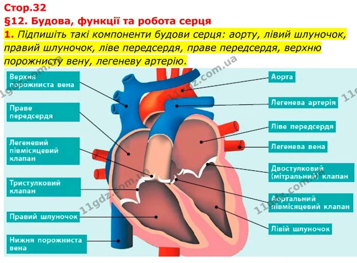 1. Підпишіть такі компоненти будови серця: аорту, лівий шлуночок, правий шлуночок, ліве передсердя, праве передсердя, верхню порожнисту — ГДЗ Робочий зошит Біологія 8 клас Тагліна (2025)