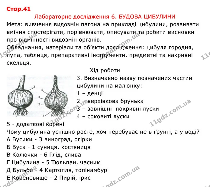 Стор. 41 — 1 — ГДЗ Робочий зошит Біологія 6 клас Соболь — ГДЗ Робочий зошит Біологія 6 клас Соболь