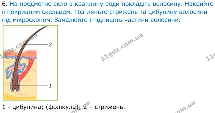 Стор. 69 — Стр.69 (3.6) — ГДЗ Робочий зошит Біологія 8 клас Кулініч — ГДЗ Робочий зошит Біологія 8 клас Кулініч