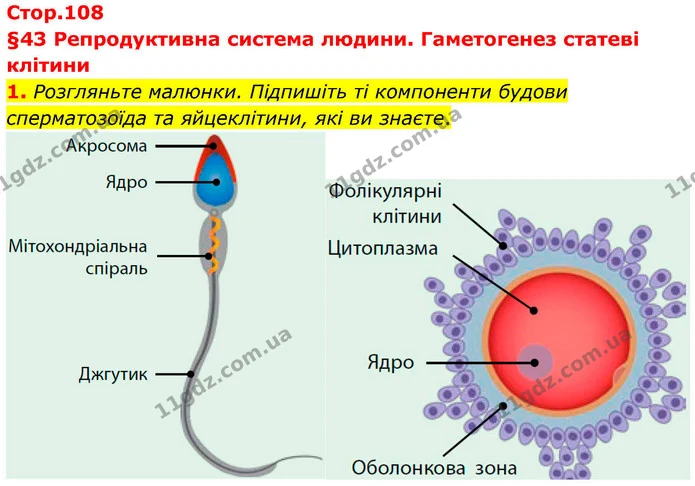 1. Розгляньте малюнки. Підпишіть ті компоненти будови сперматозоїда та яйцеклітини, які ви знаєте. — ГДЗ Робочий зошит Біологія 8 клас Тагліна (2025)