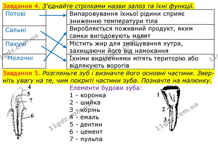 Стор. 55 — 4-5 — ГДЗ Робочий зошит з Біології 7 клас Яременко — ГДЗ Робочий зошит з Біології 7 клас Яременко
