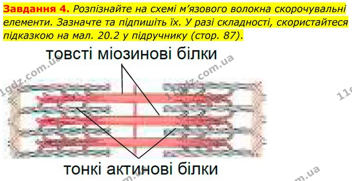 Стор. 43 — 4 — ГДЗ Робочий зошит біологія 8 клас Мирна — ГДЗ Робочий зошит біологія 8 клас Мирна