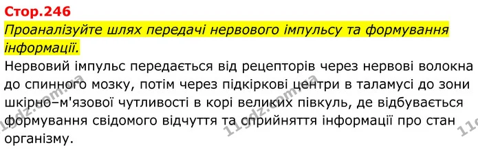 Стор. 246 — 1 — ГДЗ Біологія 8 клас Балан — ГДЗ Біологія 8 клас Балан